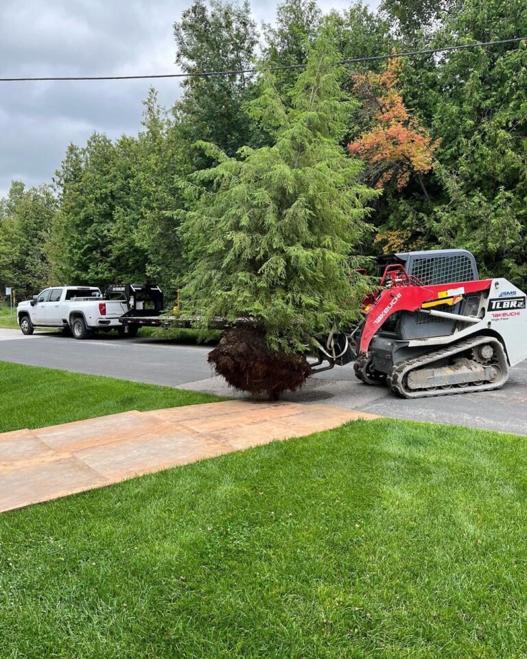 Transplanting a tree. Thor Construction job photo.